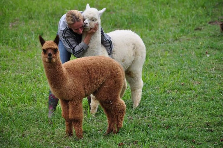 Könye katalin alpakafarm női váltó