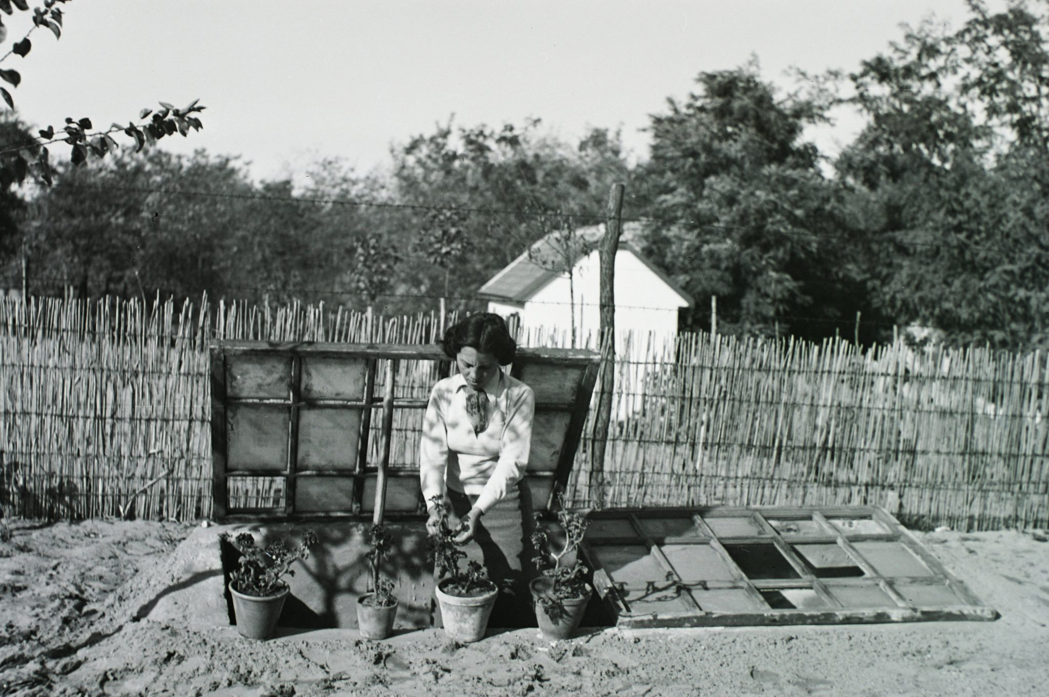 Virágokat ültető hölgy 1938
forrás: Fortepan / Schmidt Albin