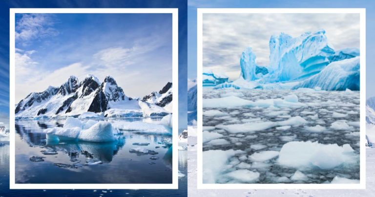 Új mohafajt fedeztek fel az Antarktiszon.