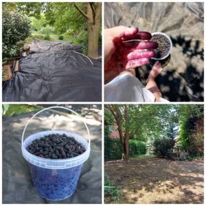 Eperbor készül Raffer Gabinál.