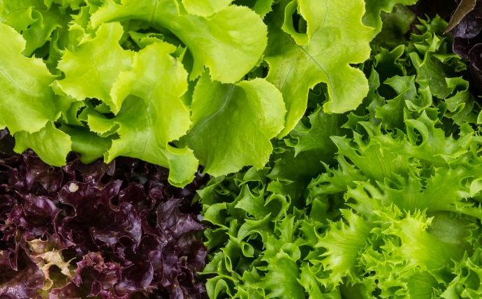 eisberg, saláta útja,