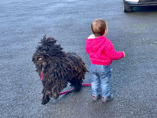 Anyanapló 40 plusz puli Szőrös és Ordítós