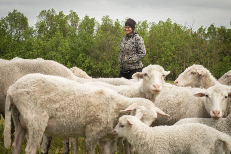Horog Annamária-birka-terelés-border collie
