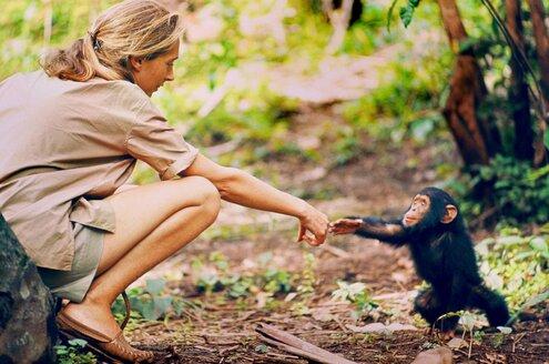 Jane Goodall egy kis gorillával nő