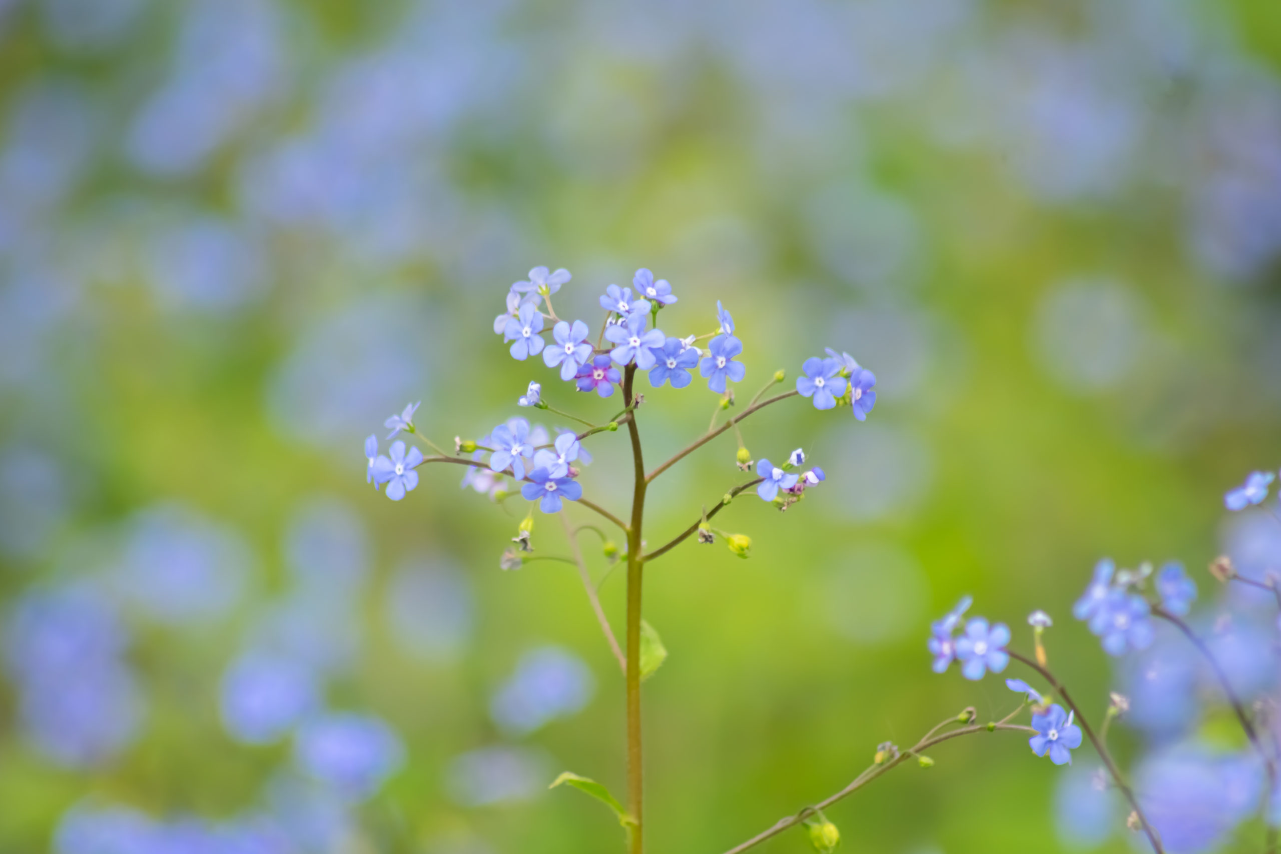 természet_nefelejts_nyócker