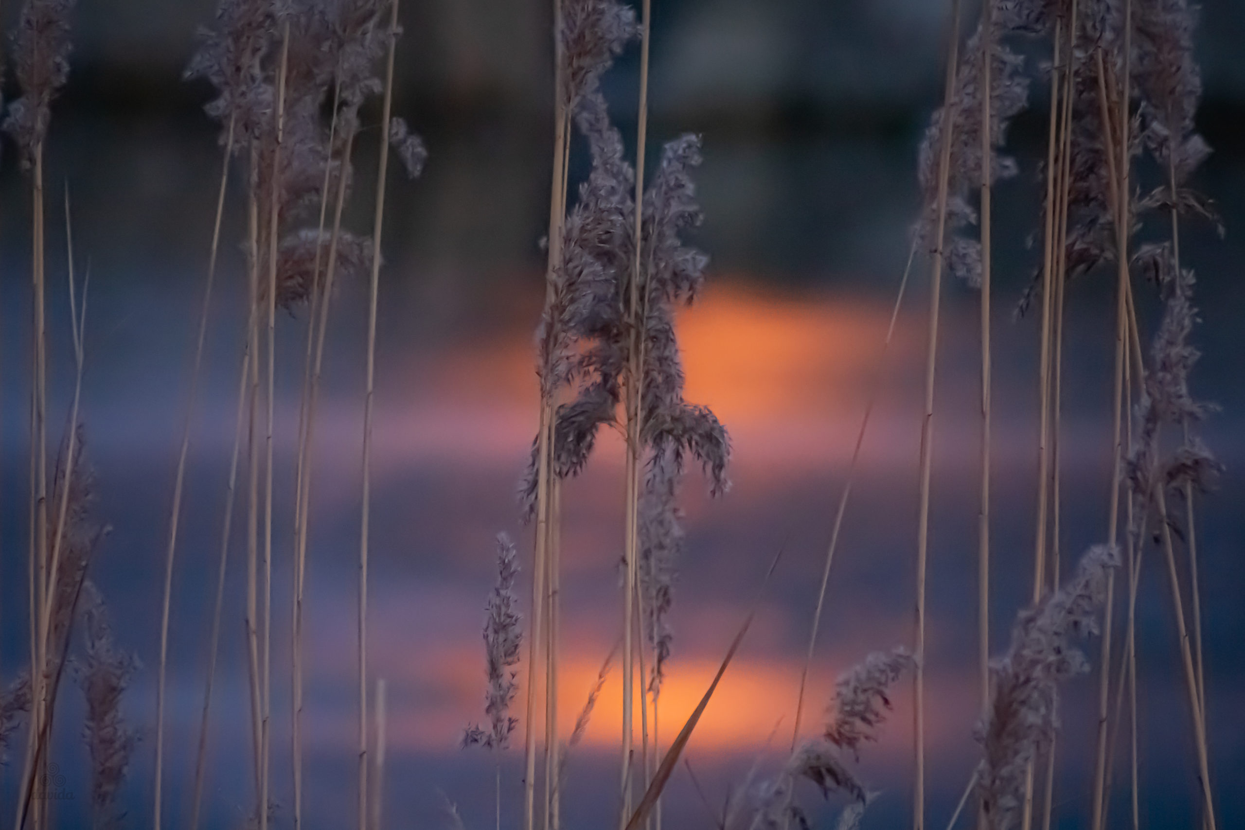 természet_Orczy-kert