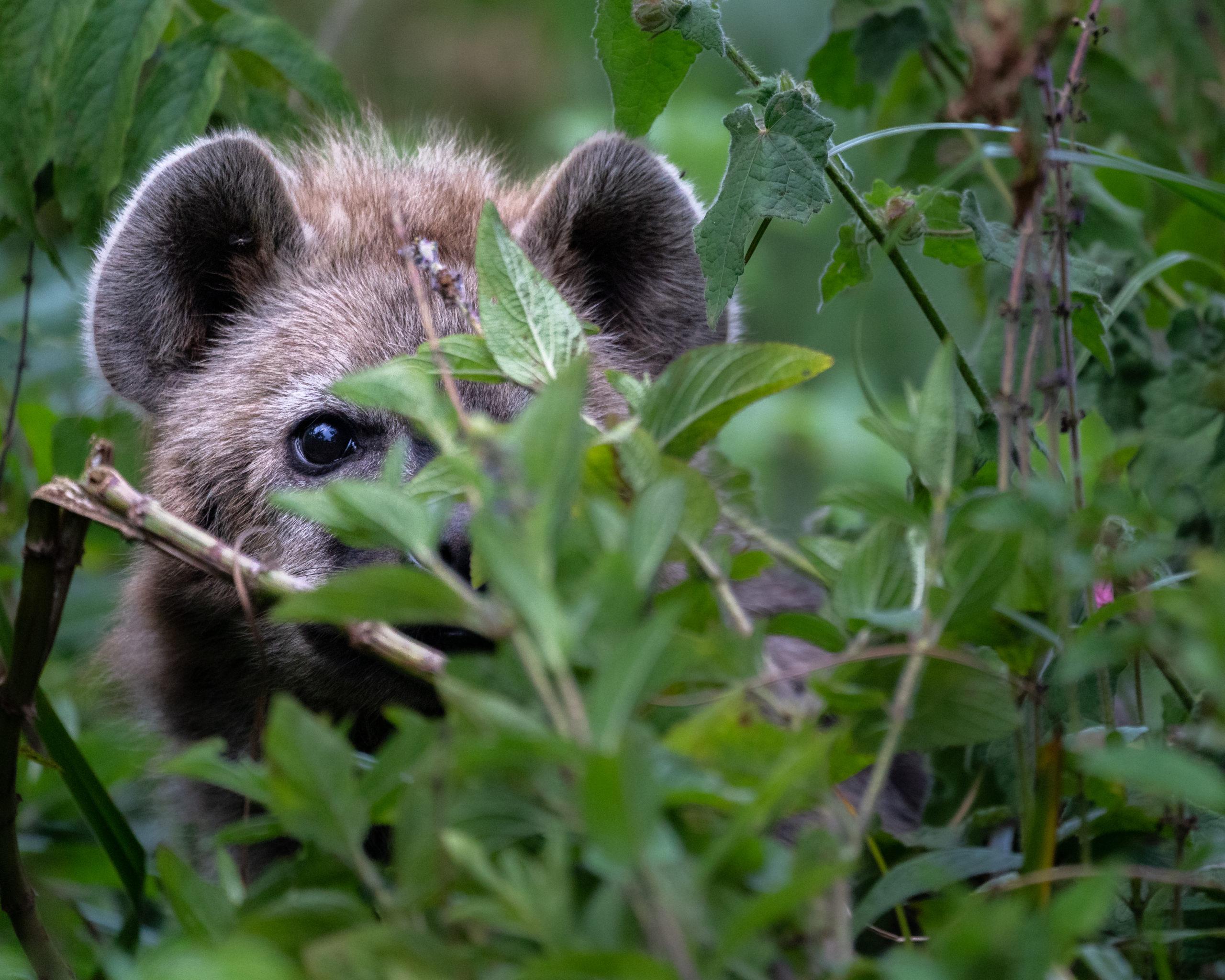 NV cikk_Afrika-00273