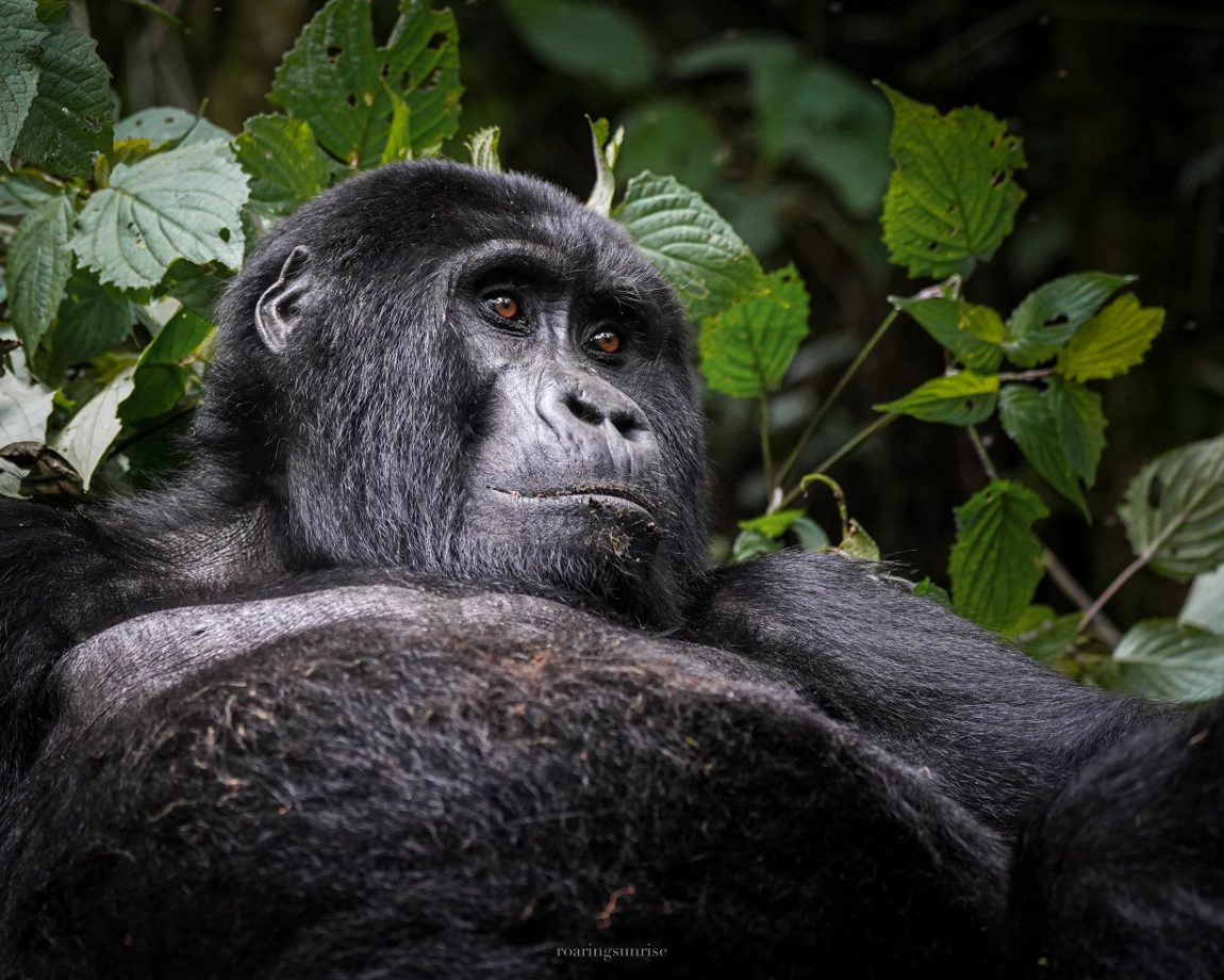 Holes gréta természetfotós gorilla