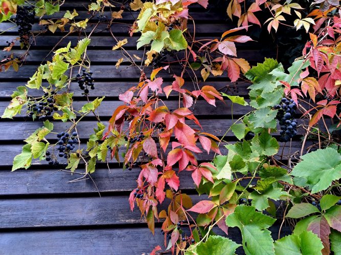 természet-vidék-újrakezdő