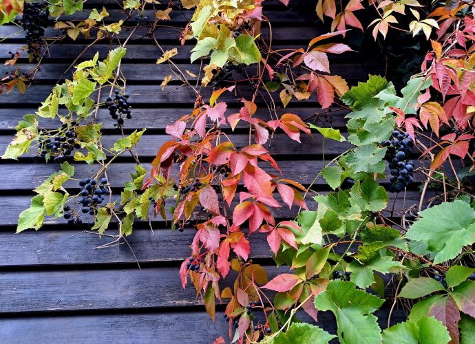 természet-vidék-újrakezdő