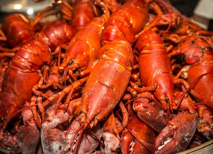 homár vacsora kanadai kamara