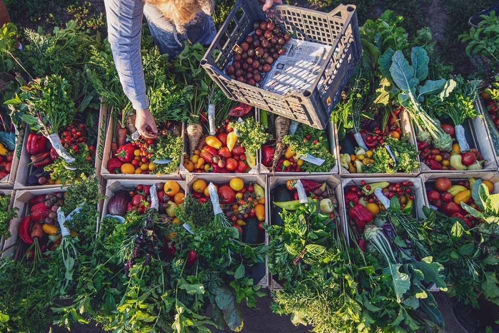 MyFarm Harta, Brancs