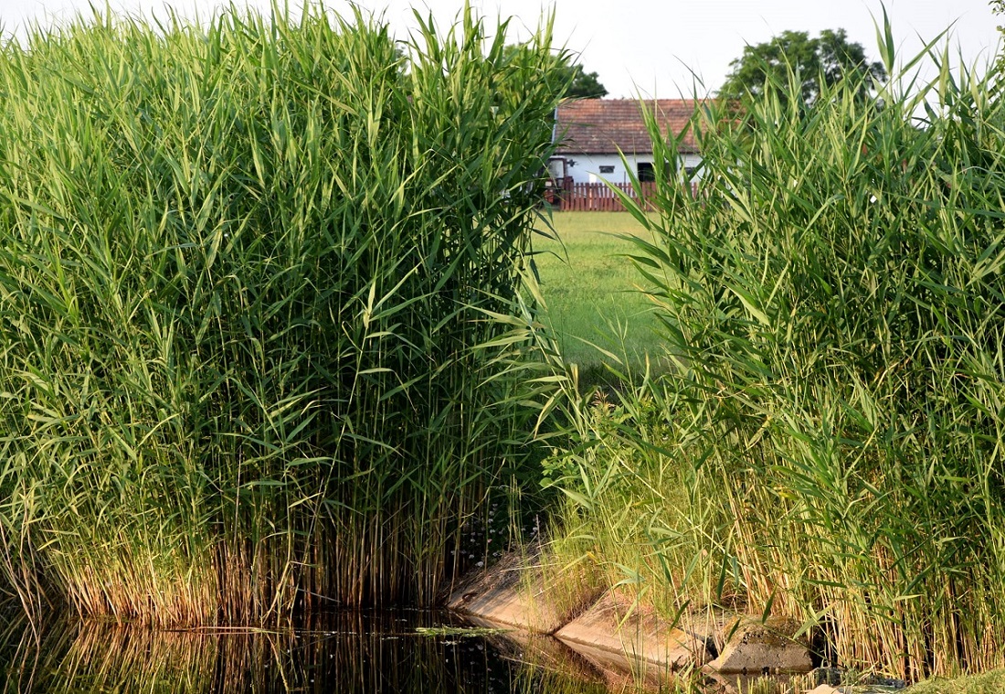 szikvirág tanya ház