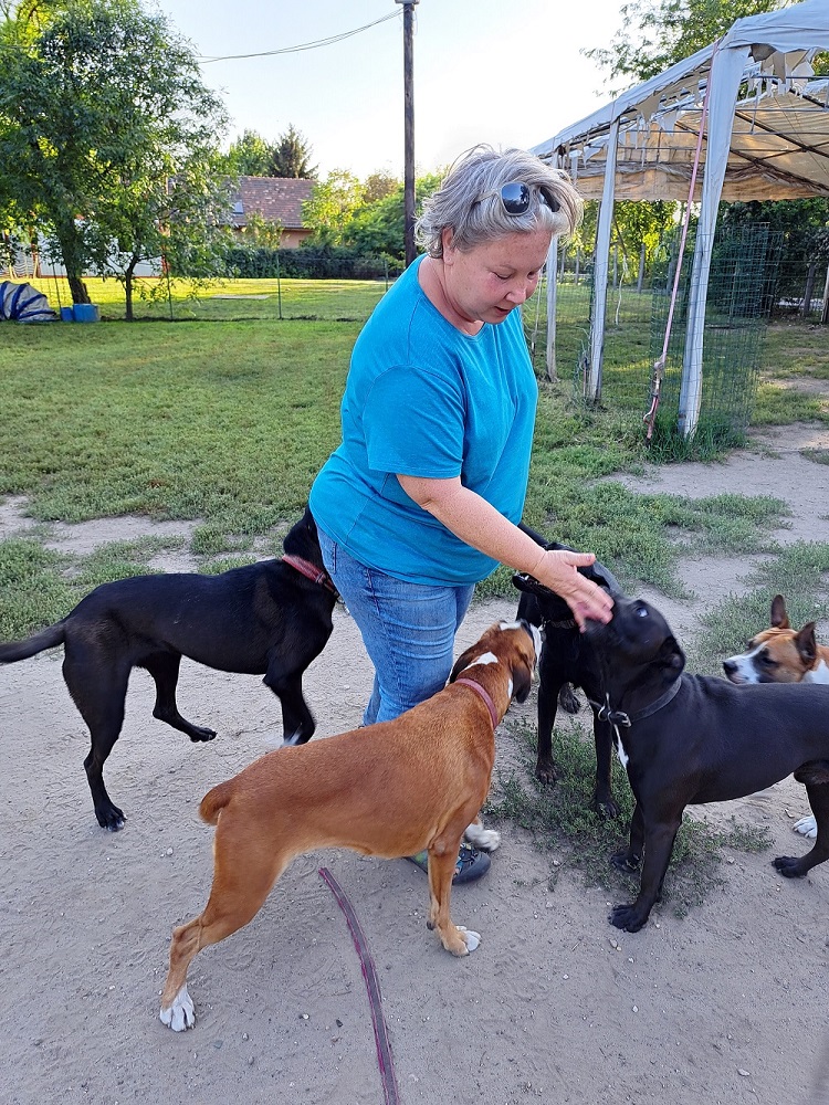 kresák ági, kutyaiskola