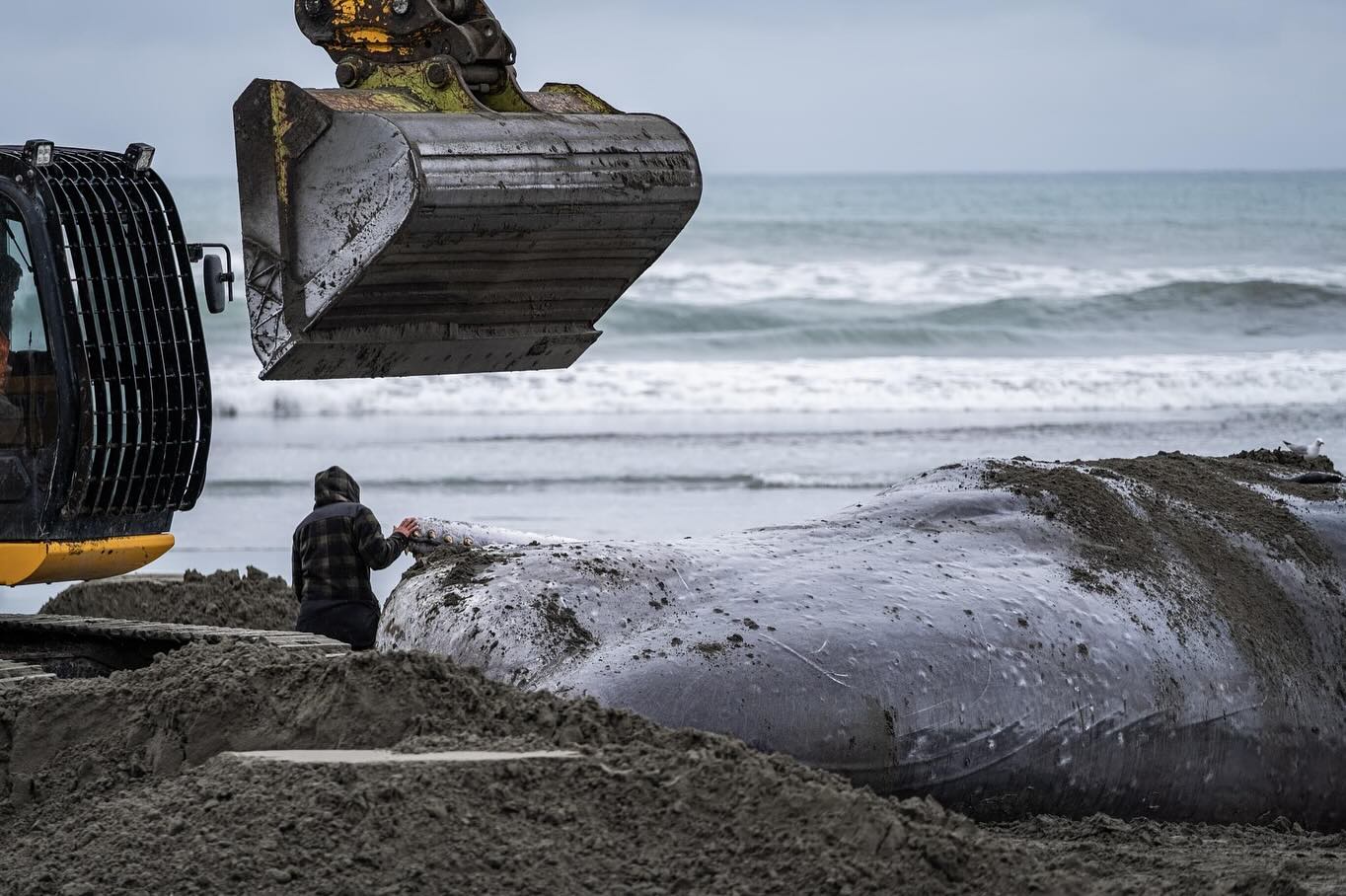 baráth mea új zéland bálnamentés