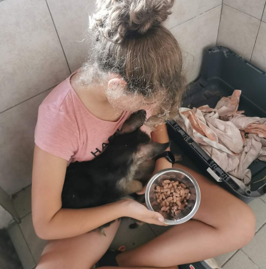 állatokon, állatmentés