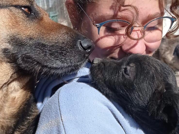 állatok, állatmentés