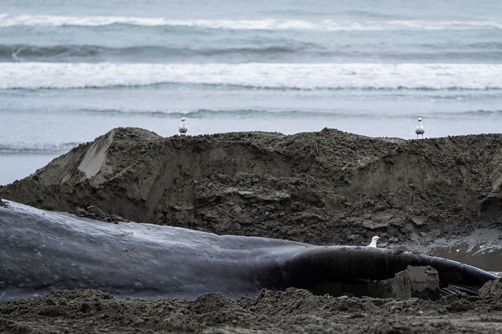 baráth mea új zéland bálnamentés