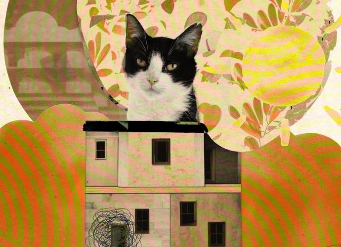 társfüggő macskakaparás