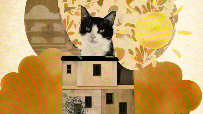 társfüggő macskakaparás