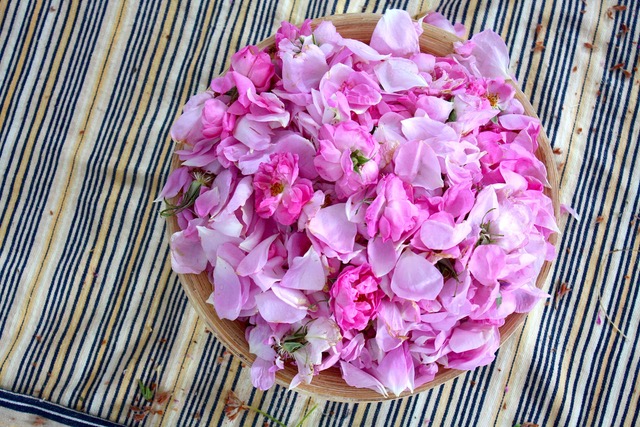 damaszkuszi rózsa lepárlás Krétán