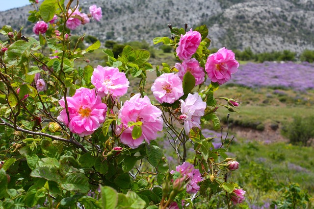 rózsa retreat Kréta