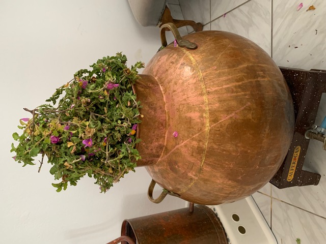 damaszkuszi rózsa lepárlása