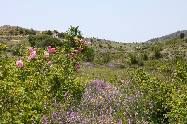 damaszkuszi rózsa Kréta