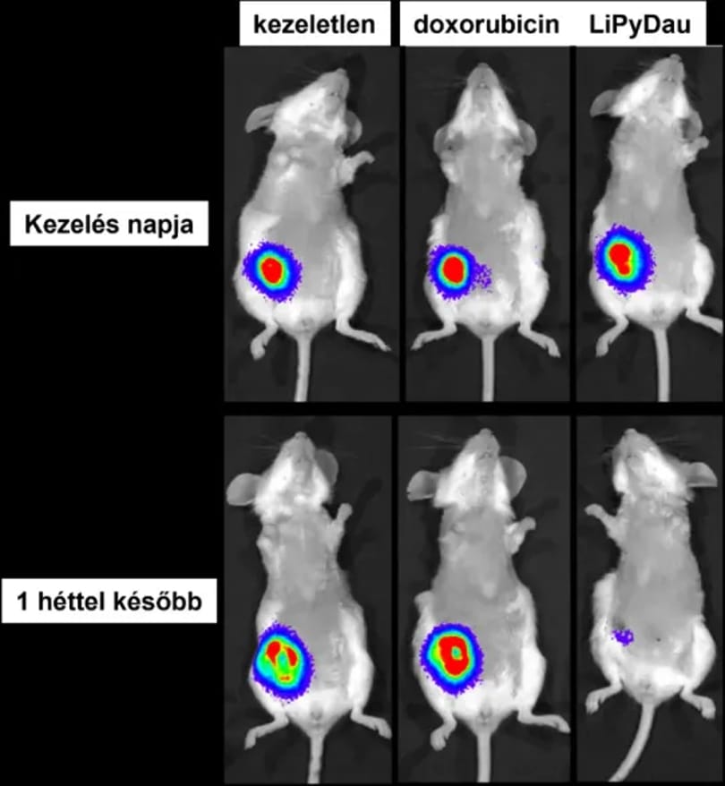 gyógyszerkísérlet rák, HUN-REN