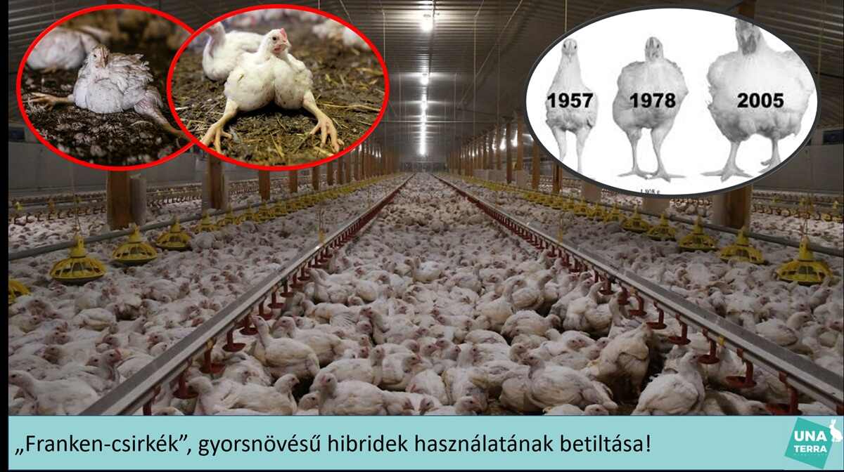 una terra alapítvány falfestmény, állatvédelem (2)