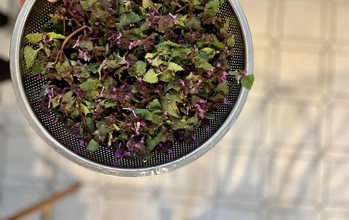 Gyulai Évi, amikor az erdő kerül a poharadba